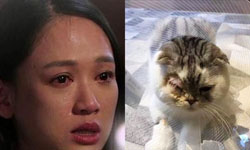 陈乔恩缺席爱猫手术 流泪面对黑粉谩骂